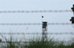 J-K: Four BSF personnel killed in ceasefire violation by Pakistan along IB
